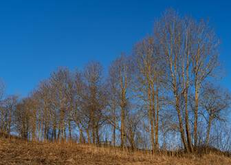 Morning light glowing on a rof of maple trees by a field of Toten, Norway, in spring.