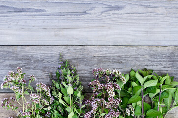 Plant background. Spicy fresh herbs - oregano, melis, mint on a gray wood background, copying space, flat layout, selective focus