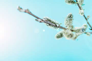 Spring background table. May flowers and April floral nature on blue. For banner, branches of blossoming cherry against background. Dreamy romantic image, landscape panorama, copy space.