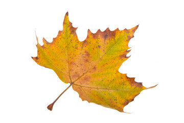 autumn maple leaves isolated
