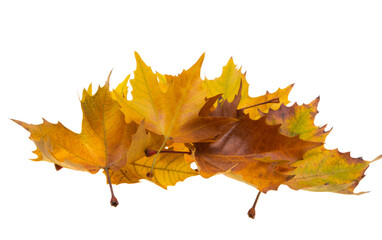 autumn maple leaves isolated