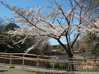 Fototapeta na wymiar the beautiful cherry blossoms in Inokashira Park, Japan