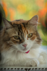 Portrait of adorable adult female calico cat's face with copy space on top with green-orange bokeh.