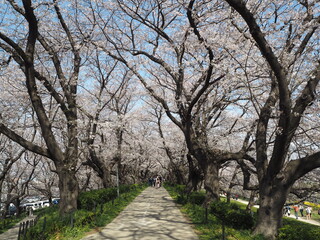 Fototapeta na wymiar the beautiful cherry blossom trees and canola flowers in Gongendo Park, Japan