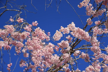 岡山県新庄村の美しいがいせん桜