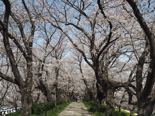 the beautiful cherry blossom trees and canola flowers in  Gongendo Park, Japan