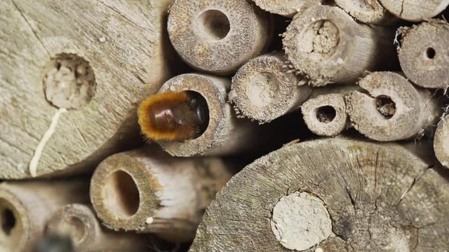 close up of wild bees, female and male mason bees, flying at insect hotel, all interested in the same hole, slow motion wildlife video

