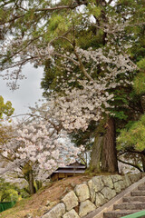 奈良の桜