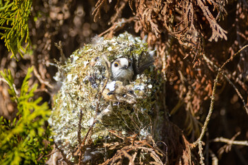The long-tailed tit in the nest