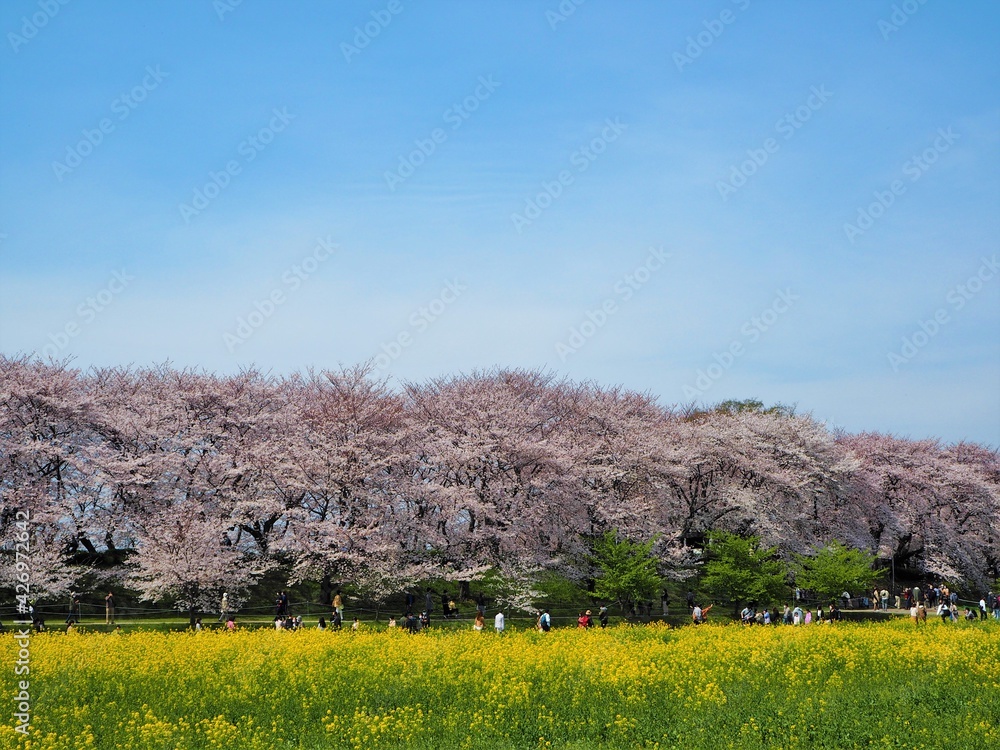 Wall mural the beautiful cherry blossom trees and canola flowers in  Gongendo Park, Japan