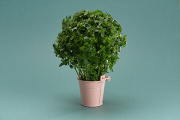 Basil in a small pink bucket on a blue background. Micro greens. Front view.