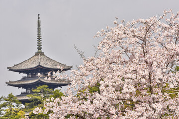 Fototapeta premium 興福寺の五重塔と桜