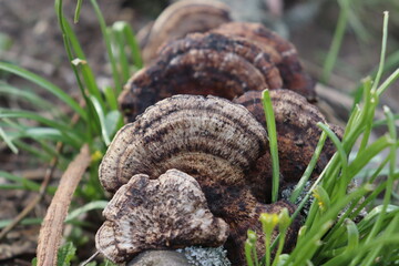 hrib na strome , wildlife, lizard, viper, wild, venomous, poisonous, green, food, venom, poison, brown, dangerous