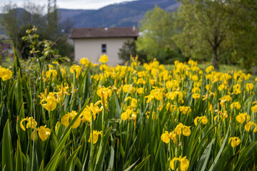 Yellow flowers in the green grass
