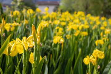 Yellow flowers in the green grass