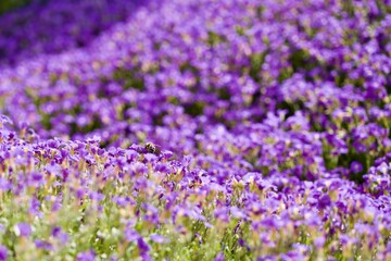 Obraz premium Bee sitting on a viola in a field of violas, in the spring, on a sunny day