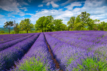 Fototapeta na wymiar Beautiful summer landscape and purple lavender rows on the fields