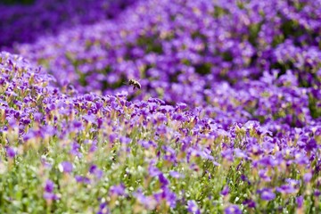 Obraz premium Bee approaching a viola in a field of violas, in the spring, on a sunny day