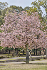 奈良の桜