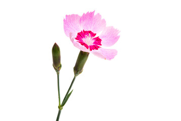 perennial carnation flower isolated