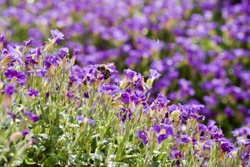 Bee sitting on a viola in a field of violas, in the spring, on a sunny day