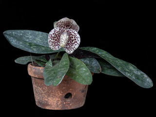 Beautiful lady slipper orchid species paphiopedilum bellatulum aka egg-in-a-nest blooming with purple and white flower in clay pot isolated on black background
