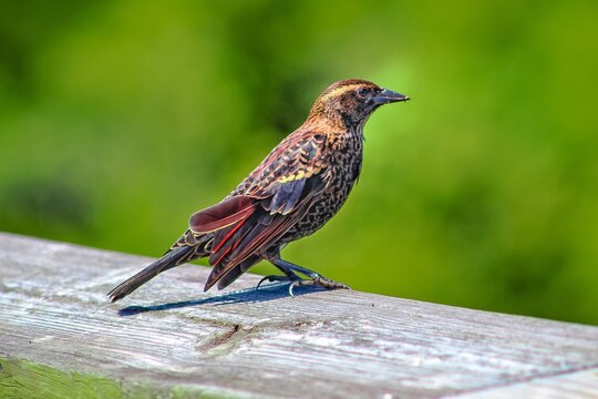 Red winged black bird in marsh