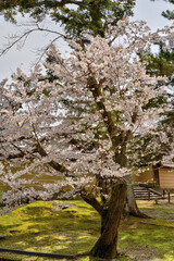 奈良の桜