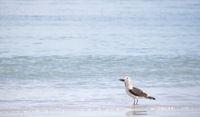 Seagull with caught clam, beach against natural blue water background.