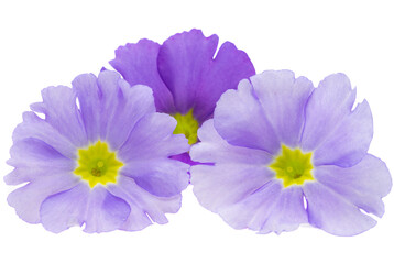 primrose flower isolated