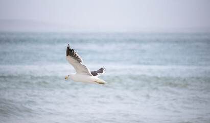 Fototapeta na wymiar Seagull, Seagull bird Flying, Close up view of white bird, beach against natural blue water background.