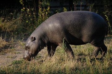 pygmy hippopotamus female in summer