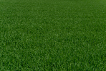 Young leaves in a barley field.  大麦畑の若葉