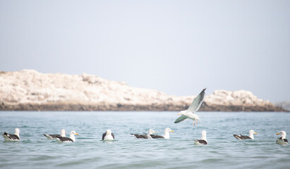 Seagulls, Seagull bird Flying, Seagulls in water, rock beach and natural blue water background.