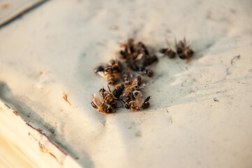 A lot of dead worker honey bees close up. Bees are dying