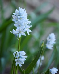 Puschkinia scilloides fully blooming