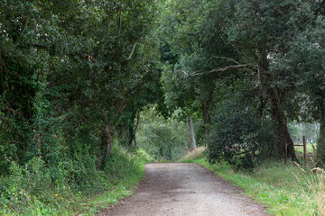 Fototapeta na wymiar Gravel road amidst tree in forest