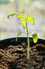green tomato sprout in a pot