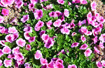 Fototapeta premium 紫の花