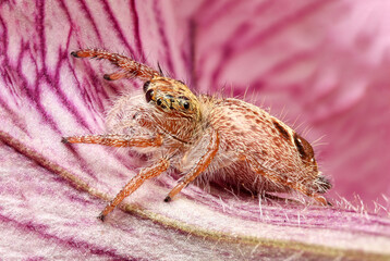Jumping spider on pink flowers in the garden. Hyus spider on flowers with green background.