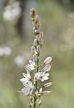 รูปภาพFloracion – เลือกดูภาพถ่ายสต็อก เวกเตอร์ และวิดีโอ1,217 | Adobe Stock