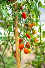Red cherry tomato planting crop in greenhouse - 426976289