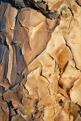 Quiver tree, Namibia, Africa, close-up of the plant.