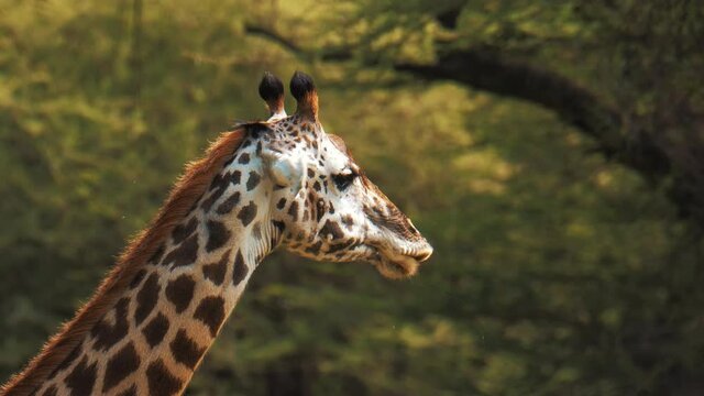 Giraffe (Giraffa camelopardalis) in Kruger National Park, South Africa. Amazing scene of row of cars on safari watching wild animals shot from drone. Concept of wildlife, nature, africa.