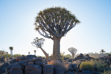 The beautiful natural scenery of Namibia, the magical Quiver Tree Forest in Southern Africa. The...