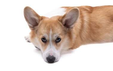 corgi welsh pembroke dog isolated