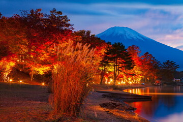 富士山とライトアップされた紅葉　山梨県南都留郡山中湖にて