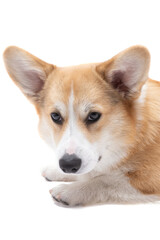 corgi welsh pembroke dog isolated