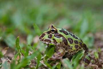 closeup argentine horned frog on ground