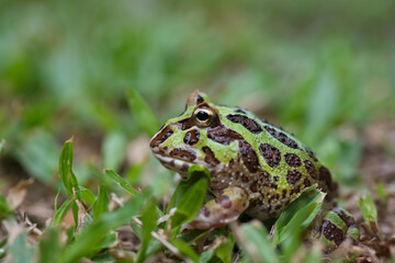 closeup argentine horned frog on ground